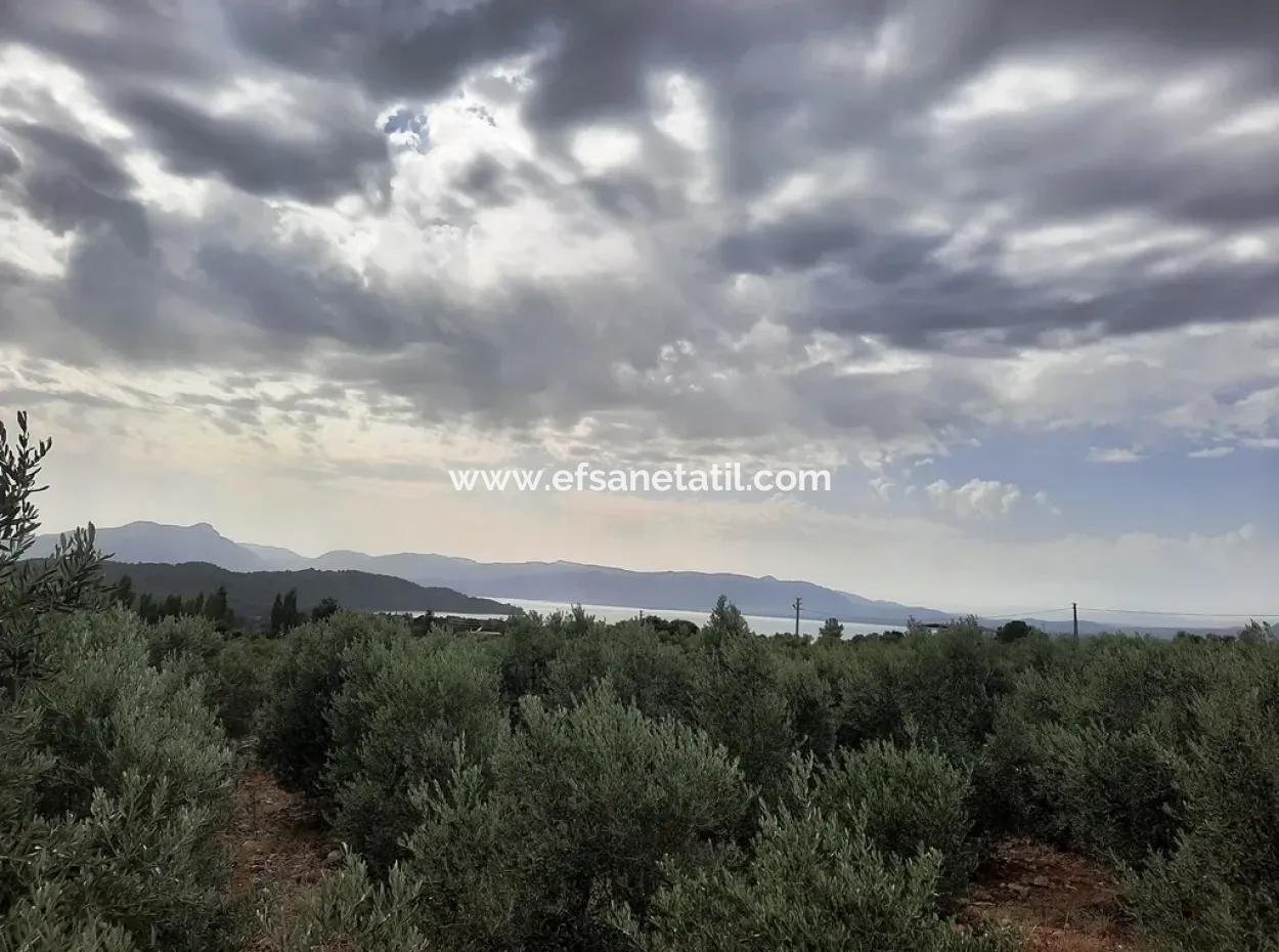 Land Mit Seeblick Zum Verkauf In Köycee'iz Zeytin Bereich