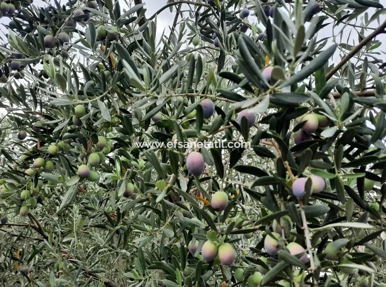 Land Mit Seeblick Zum Verkauf In Köycee'iz Zeytin Bereich