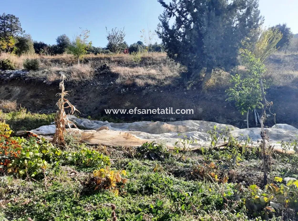 Denizli Çameli Kizilyaka Schmetterling Land Und Dorfhaus Mit Hundeblick Zum Verkauf