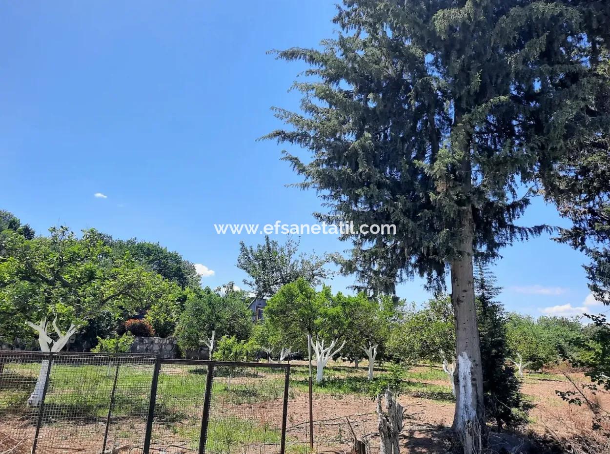 Citrus Garten Freistehendes Land Zum Verkauf In Mugla Dalyan 3000 M2