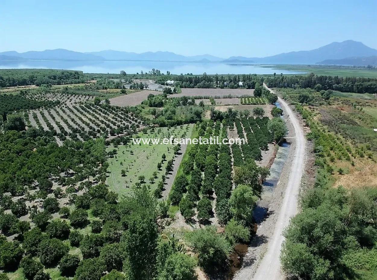 Freistehende Eigentumsurkunde In Der Nähe Des Sees In Köyceğiz 2 650 M2 Zitrusgarten Zum Verkauf Oder Tausch