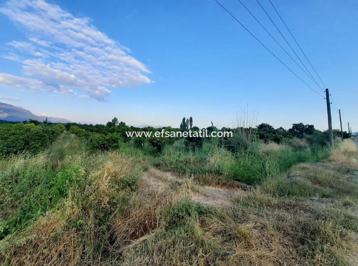 3500 M2 Orangen- Und Mandarinengarten Zum Verkauf In Köyceğiz Toparlar