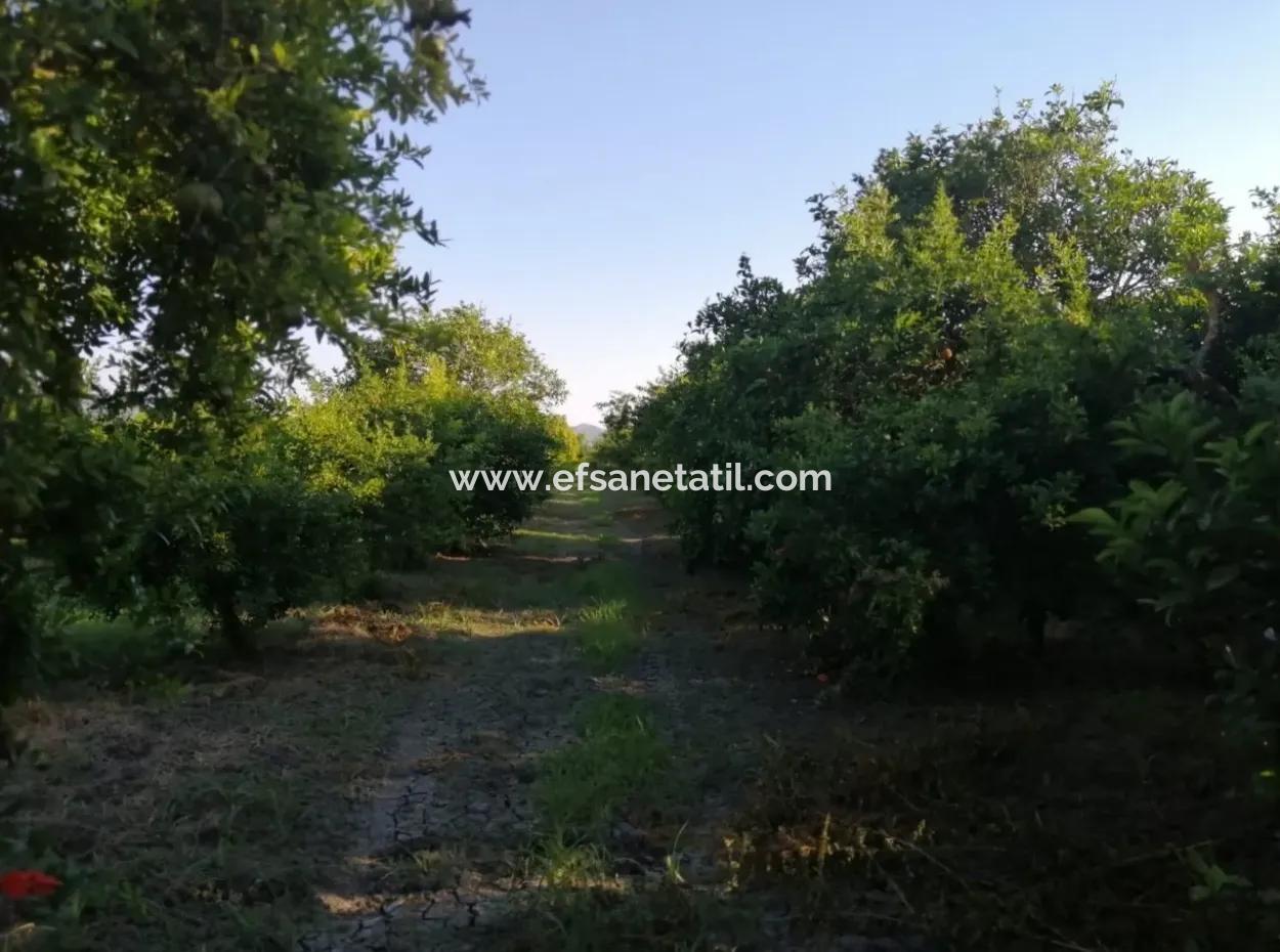 Garten Zum Verkauf In Oriya Tepearasi