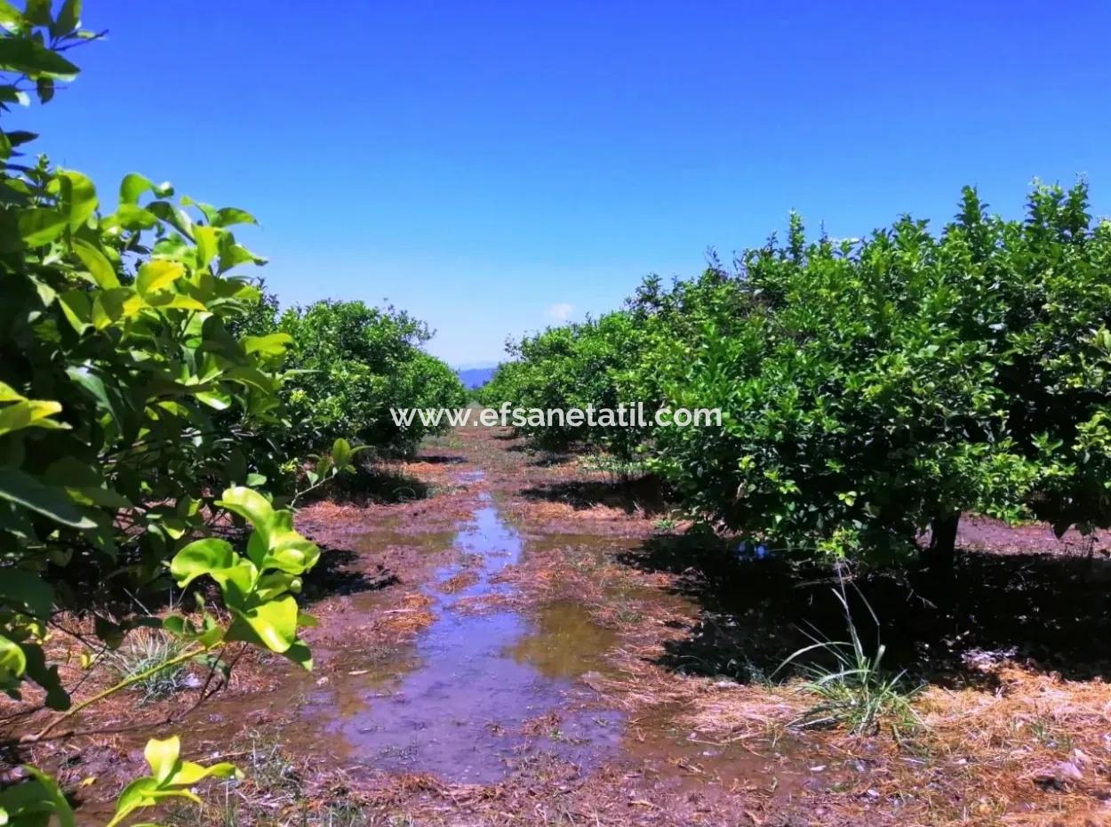 Zitrone Garten Zu Verkaufen Schnäppchen Ortaca
