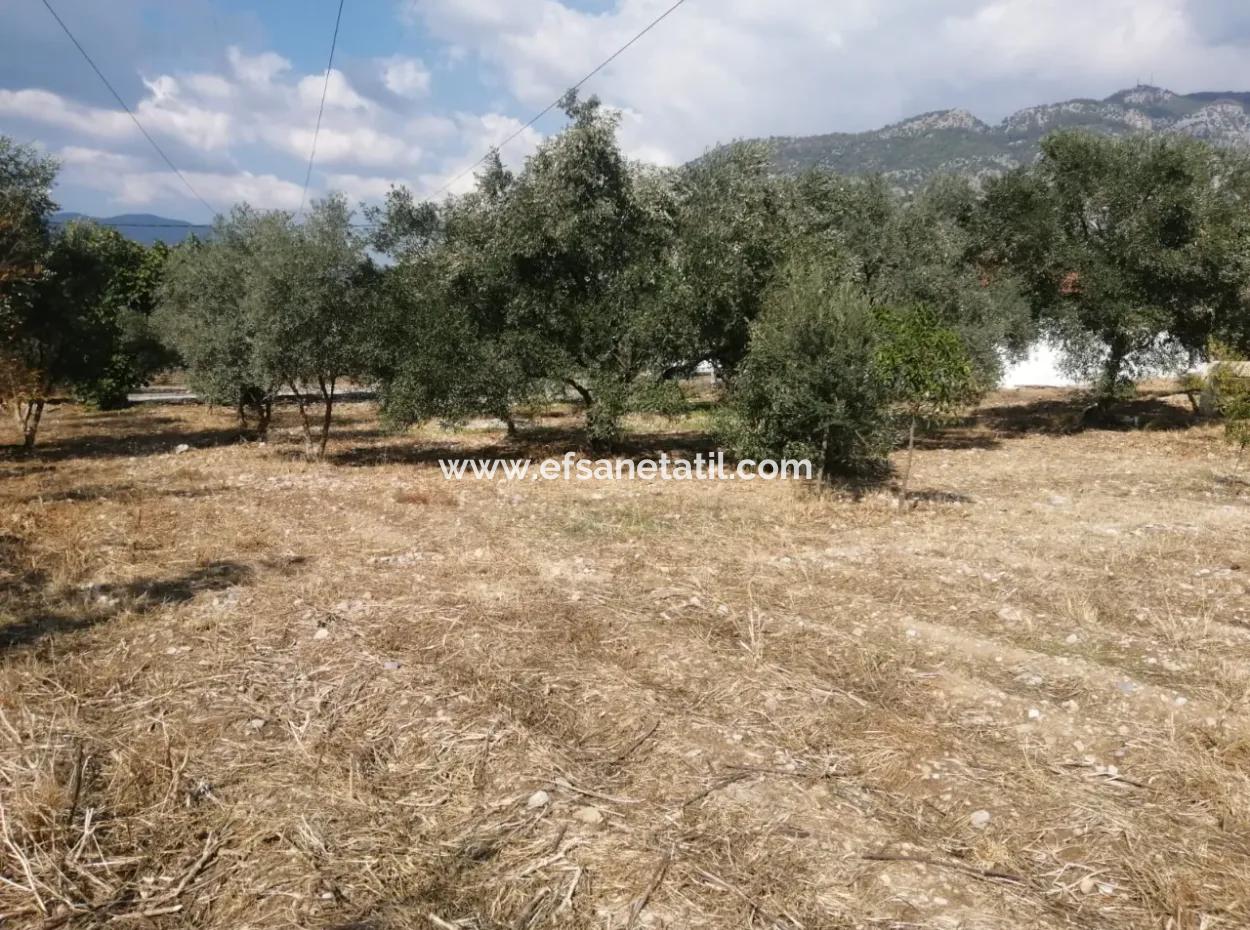2 Einfamilienhäuser Zum Verkauf In 1992 M2 Grundstück Mit Blick Auf Den See In Köyceğiz Zeytinalanı