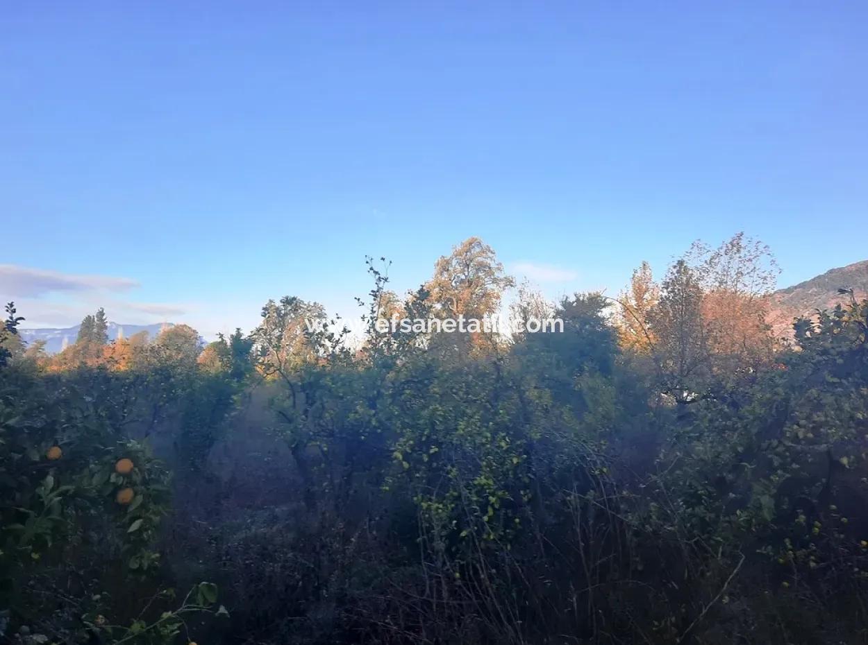 7320 M2 Schnäppchen-Zitronengarten Zum Verkauf In Ortaca Kemaliye