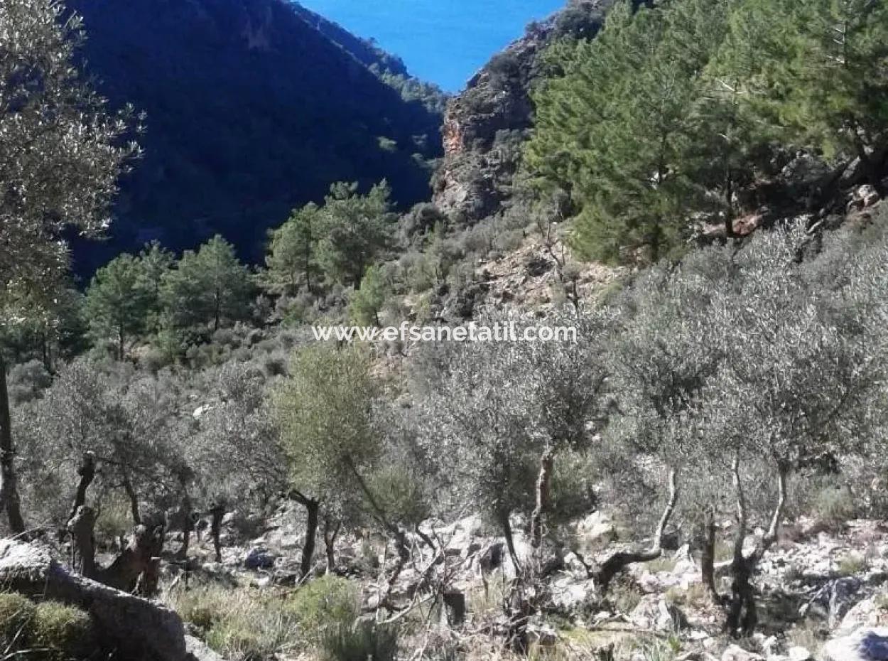 Olivenhain Mit Meerblick Zum Verkauf In Köyceğiz Ekincik