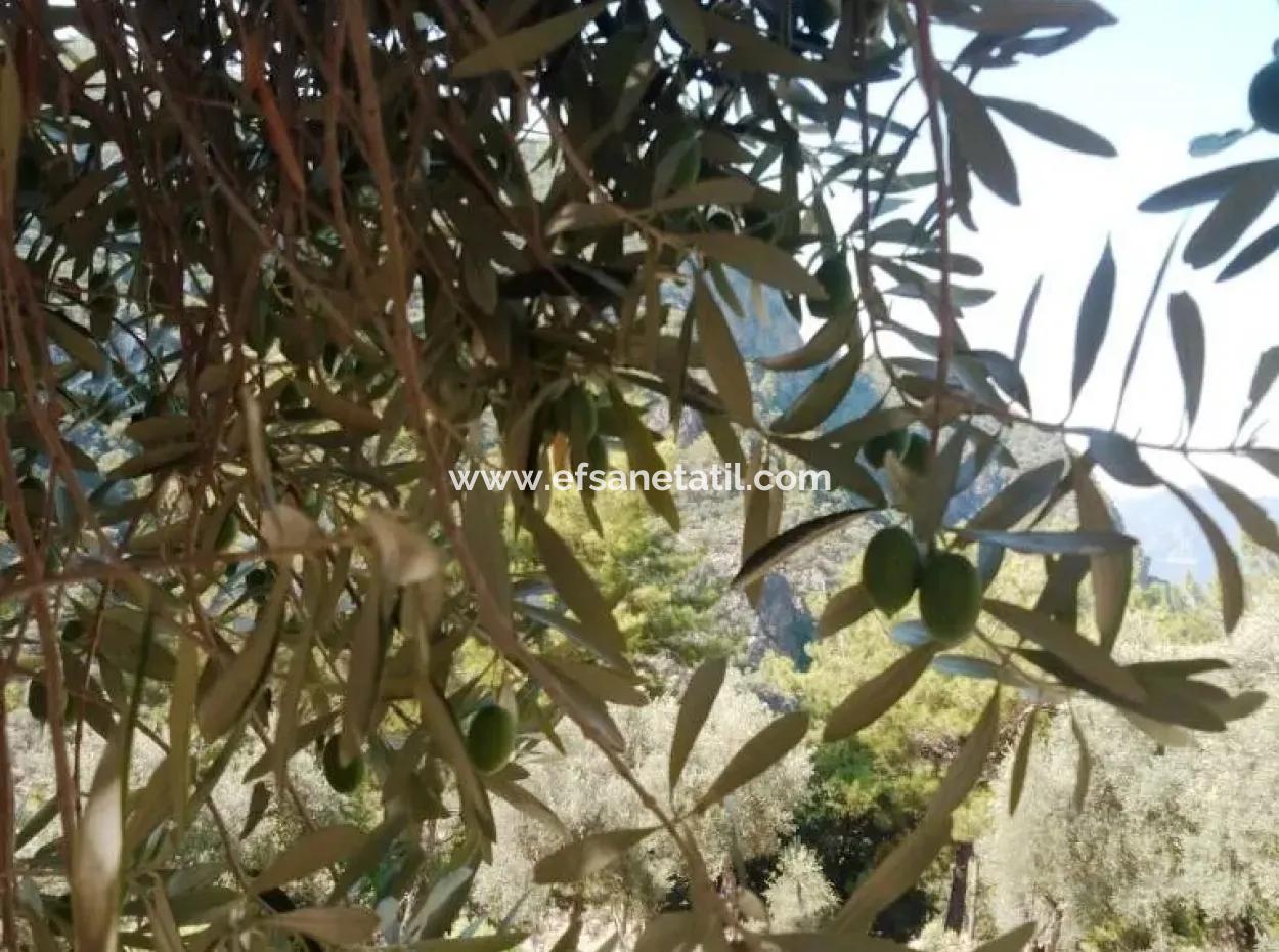 Olivenhain Mit Meerblick Zum Verkauf In Köyceğiz Ekincik