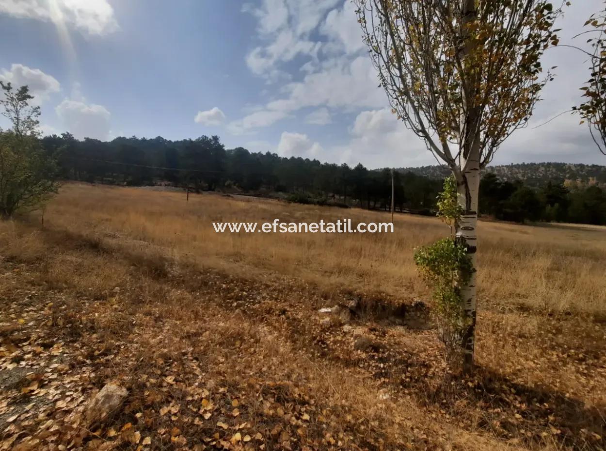 6 230 M2 Fruchtbares Land Zur Miete In Çameli Cumaalanı