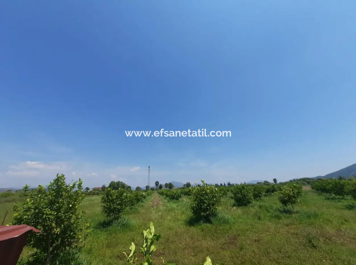 15 600 M2 Zitronengarten Zum Verkauf In Muğla Güzelyurt
