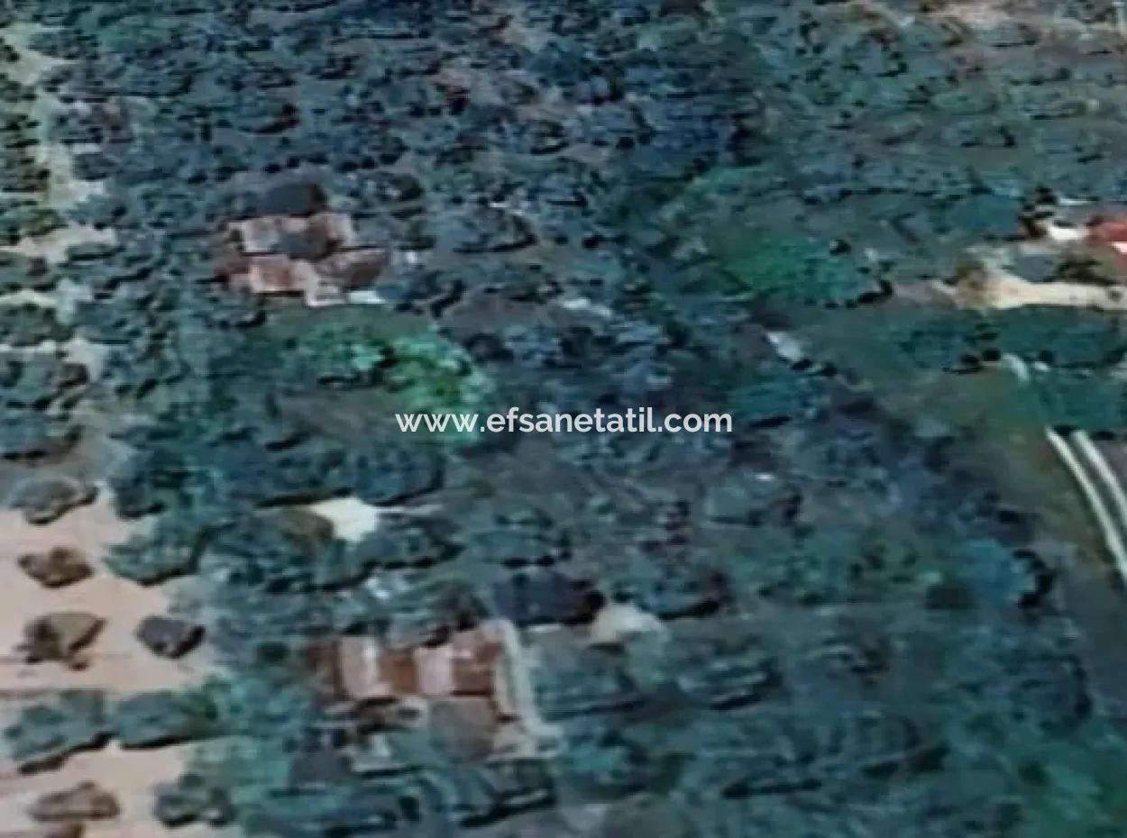 6350 M2 Feld Zum Verkauf In Muğla Menteşe Kafaca