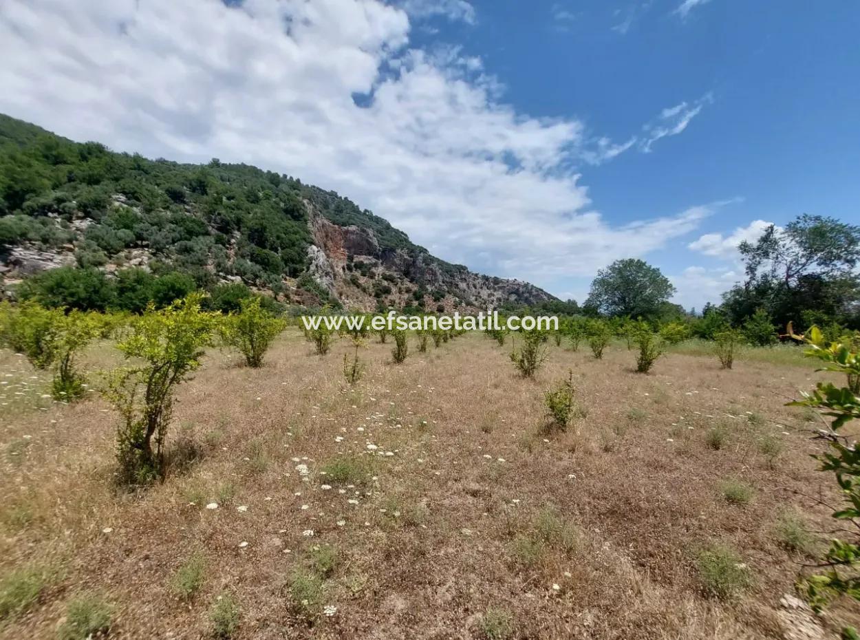 Köyceğiz Çandırda Freistehende Eigentumsurkunde 33.800 M2 Feld Zum Verkauf