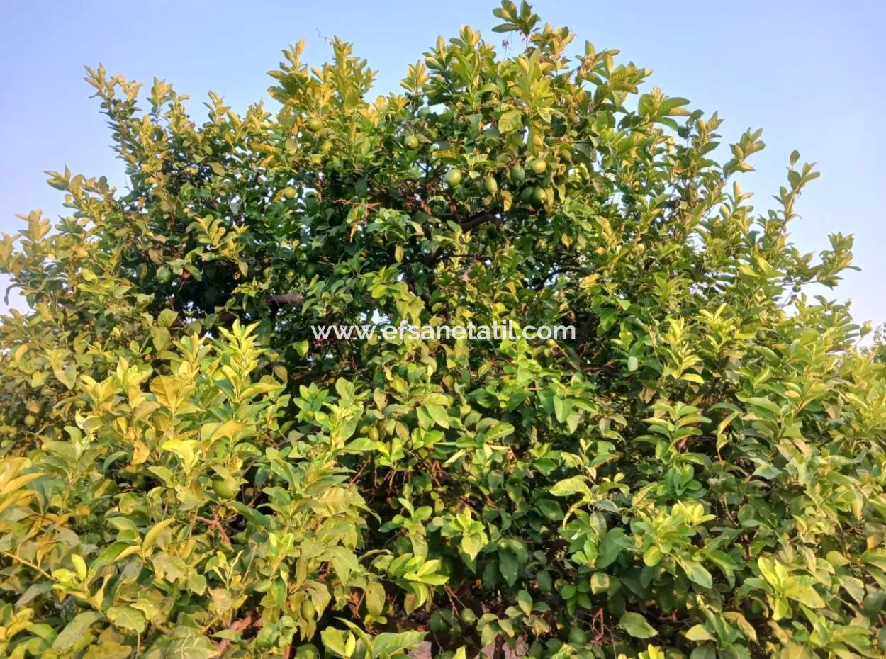 4.000 M2 Zitronengarten Zum Verkauf In Ortaca Fevziye