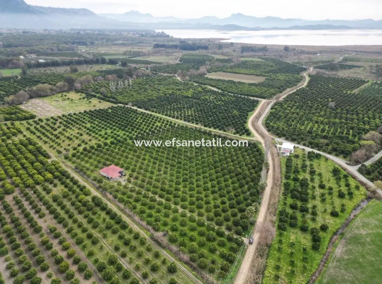 3 1 Dorfhaus Zum Verkauf In 17.000 M2 Orange Garden In Köyceğiz Toparlar