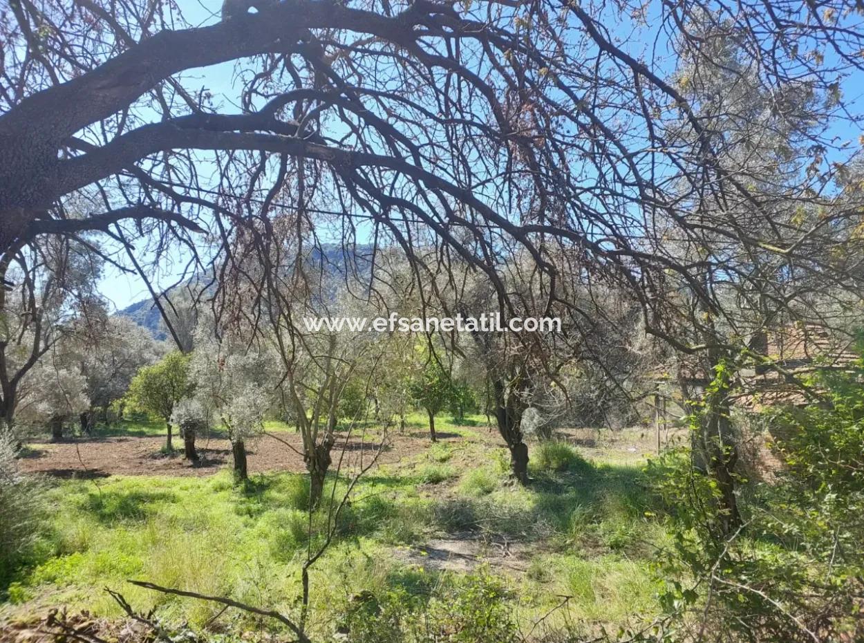 Dorfhaus Mit Seeblick Und Olivenhain Land Zum Verkauf In Köyceğiz Çandır, Muğla