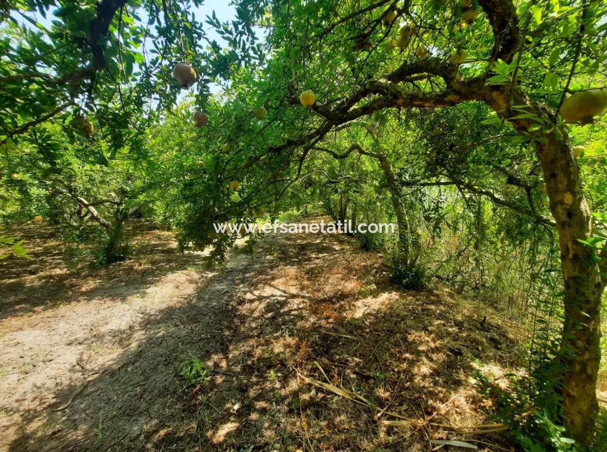 Muğla Dalyanda Mountain Zero, Waterside 10 500 M2 Granatapfelgarten Zum Verkauf