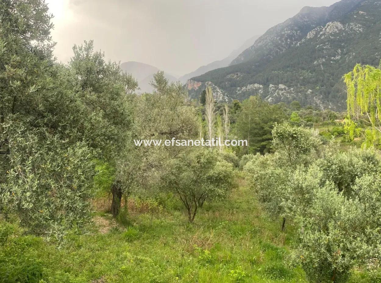 2442M2 Freistehender Olivenhain Zum Verkauf In Seydikemer Söğütlüdere, Muğla
