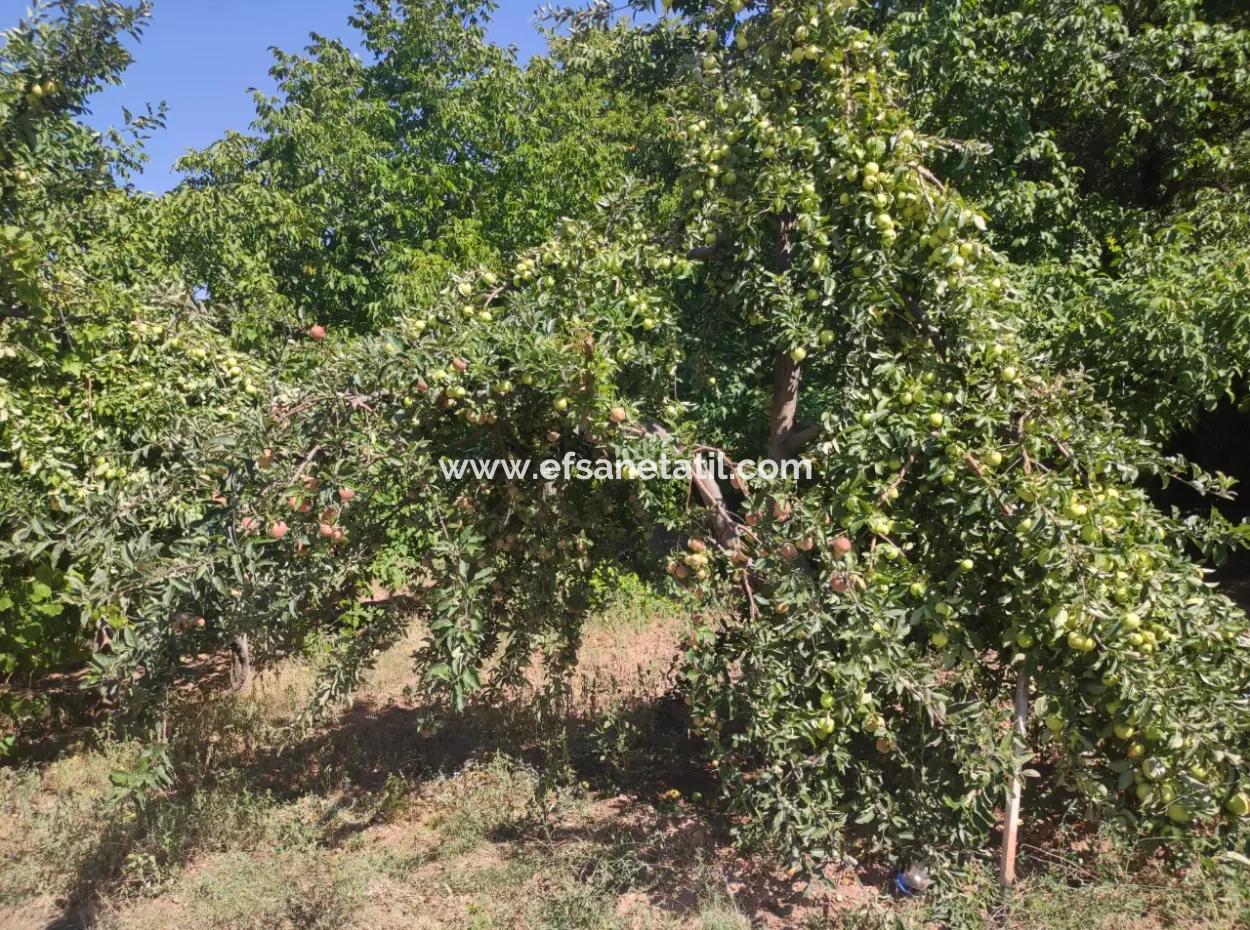 Dorfhaus Aus Stein Und 1042 M2 Freistehendes Grundstück Zum Verkauf Auf Einem 504 M2 Großen Grundstück In Çameli, Cevizli