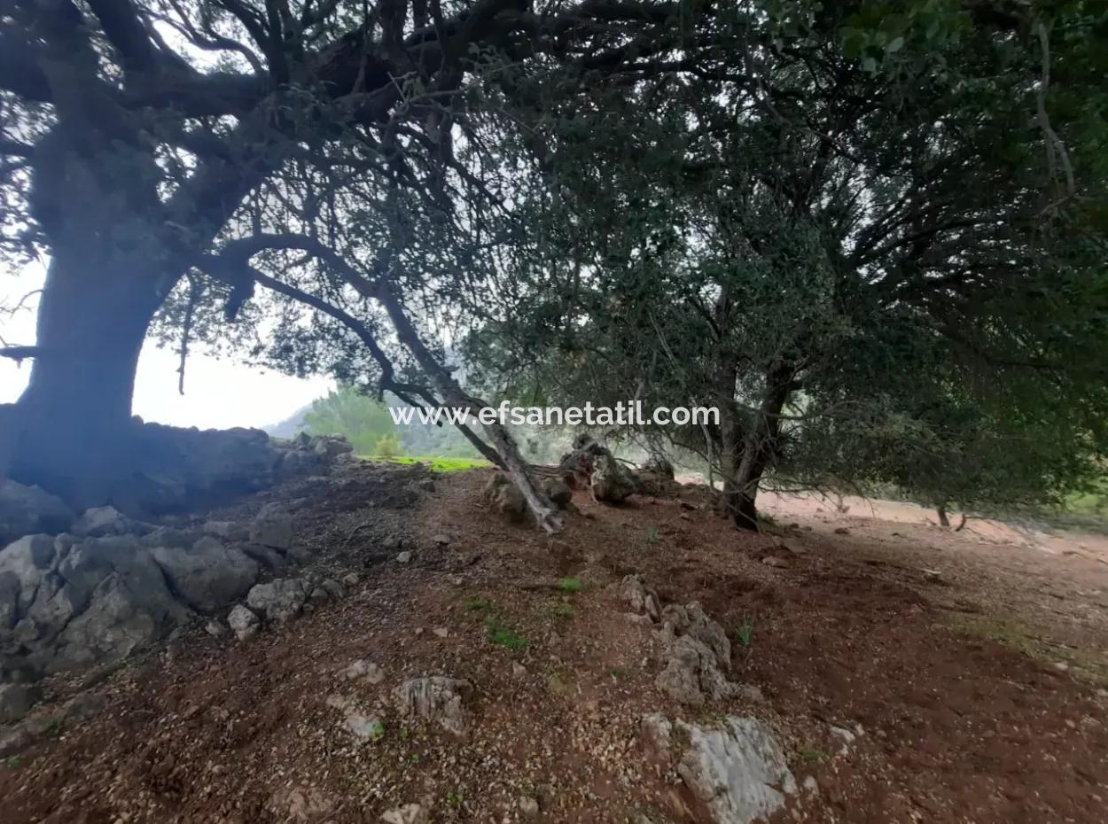 24.000 M2 Freistehendes Grundstück Zum Verkauf In Muğla Dalyan Gökbelde Natur