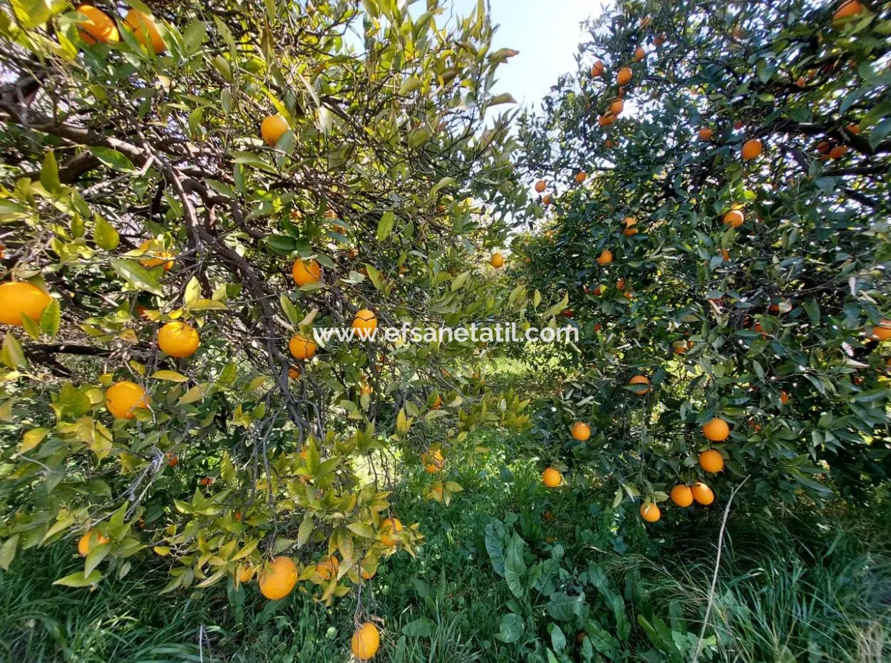 1 520 M2 Land Geeignet Für Investitionen Zum Verkauf In Ortaca Okçular