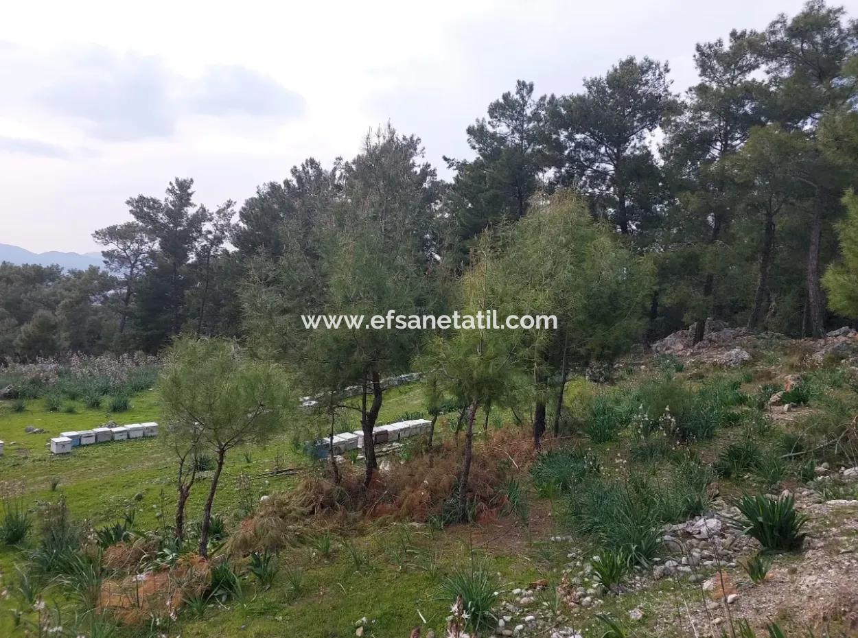 3.500 M2 Freistehendes Grundstück Mit Meerblick Zum Verkauf In Dalaman Gürköy