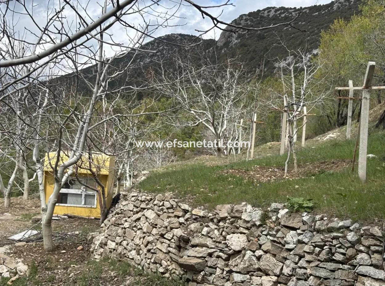 Antalya Akseki Çimiköy 9 400 M2 Freistehender Schnäppchen-Walnussgarten Zum Verkauf Oder Tausch