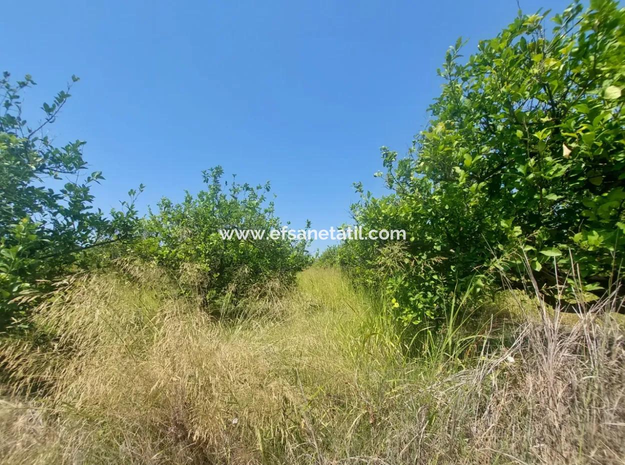 5.200 M² Zitronen- Und Orangengarten Zu Vermieten In Dalyan, Muğla