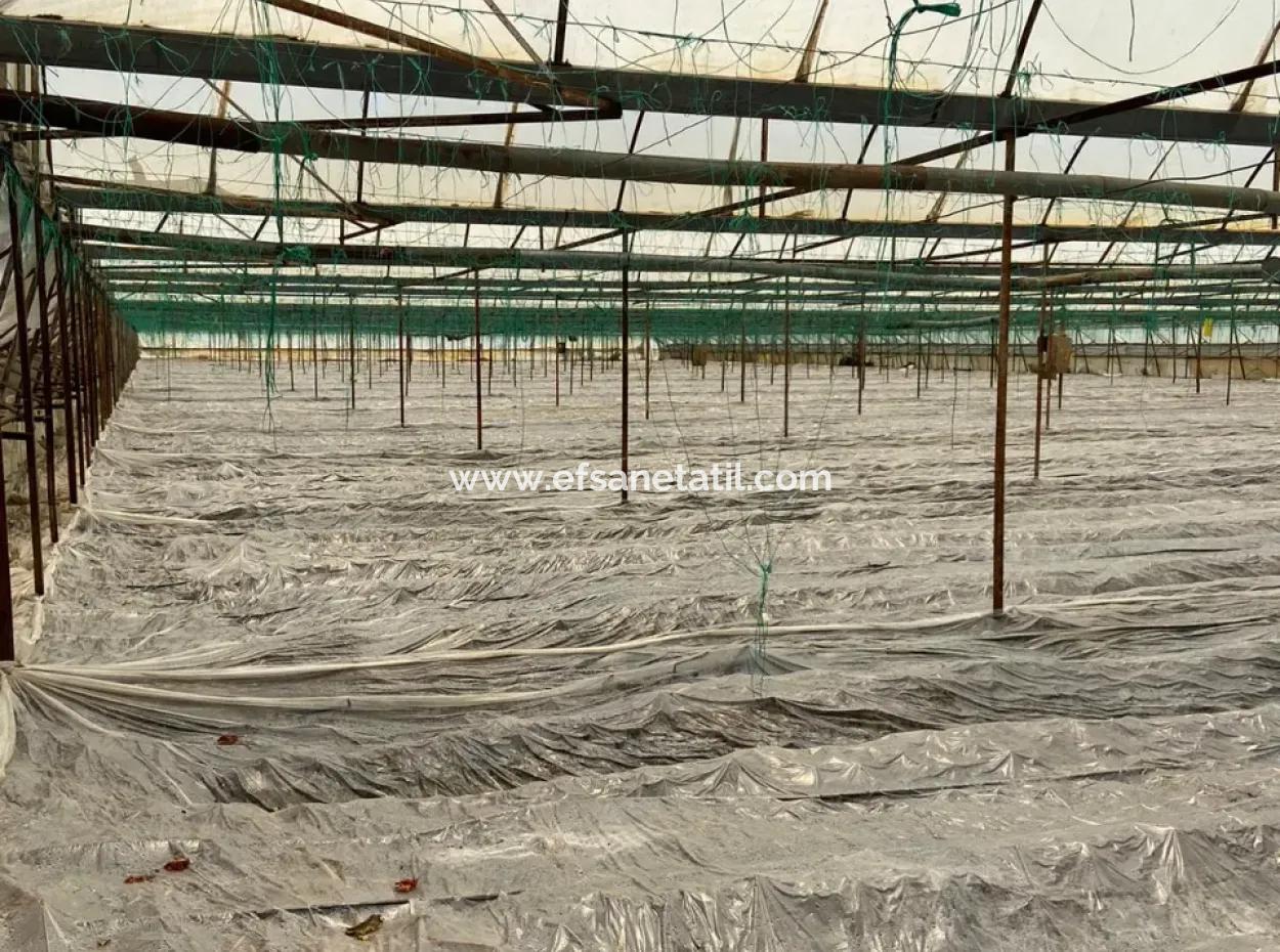 Einfamilienhaus Und Gewächshaus Zum Verkauf Auf Einem 5200 M2 Großen Feld In Ortaca Eskiköy