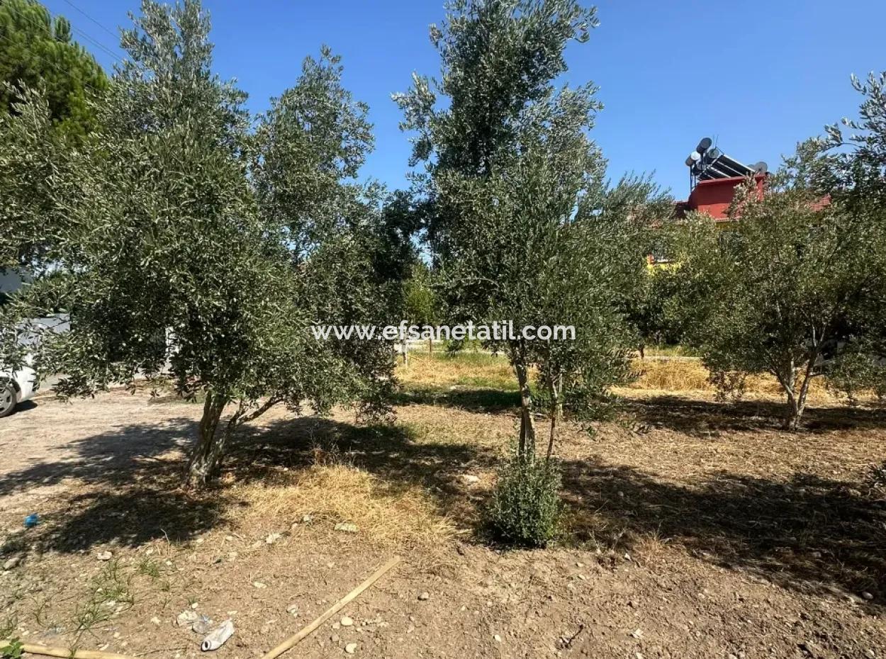 538 M2 Grundstück Zum Verkauf In Ortaca Ekşiliyurt