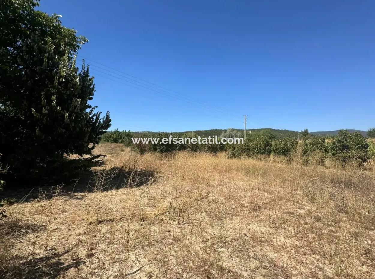 3070 M2 Walnussgarten Zum Verkauf Am Rande Der Hauptstraße In Denizli Çameli