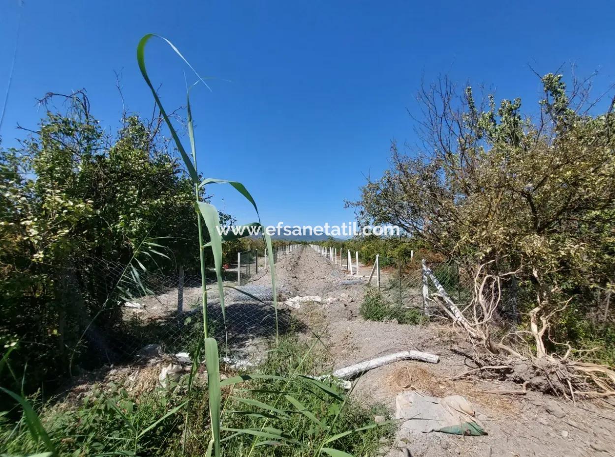 8126 M2 Investition Und Granatapfelgarten, Die Für Zirayi-Darlehen Geeignet Sind, Stehen In Ortaca Tepe Zum Verkauf