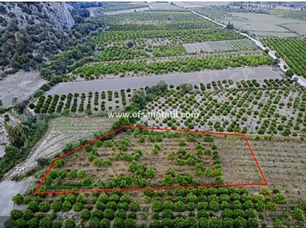 8 500 M2 Zitrusgarten In Ortaca Mergenli Zu Verkaufen