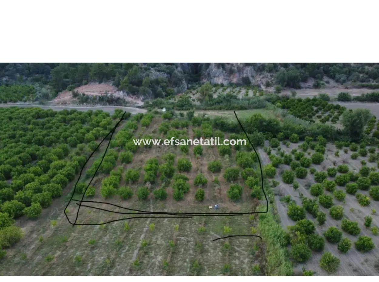 8 500 M2 Zitrusgarten In Ortaca Mergenli Zu Verkaufen