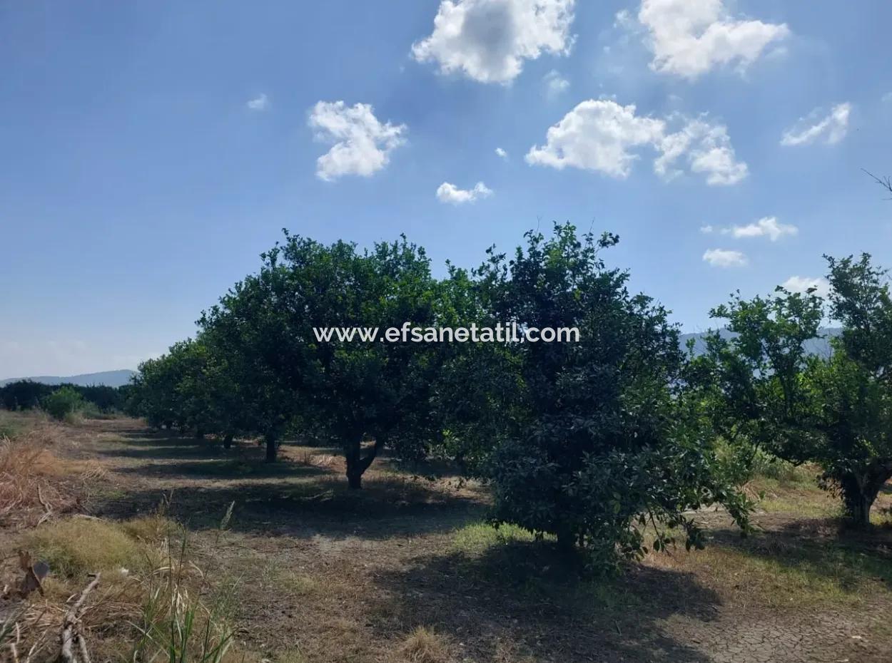 An Der Grenze Zu Muğla Okçular Dalyan Stehen 500 M2 Genossenschaftsland Zu Einem Dringenden Schnäppchenpreis Zum Verkauf