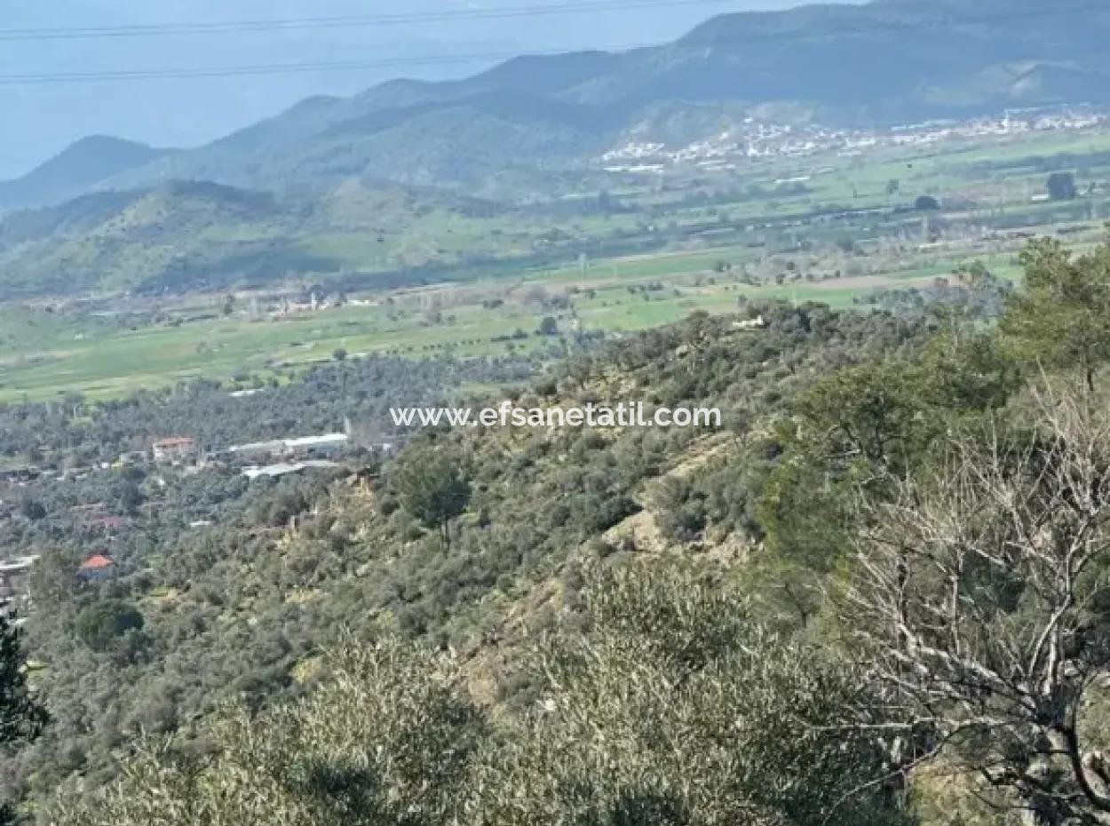 5 800 M2 Einzeltitel, Freistehendes Grundstück Zum Verkauf In Muğla Milas