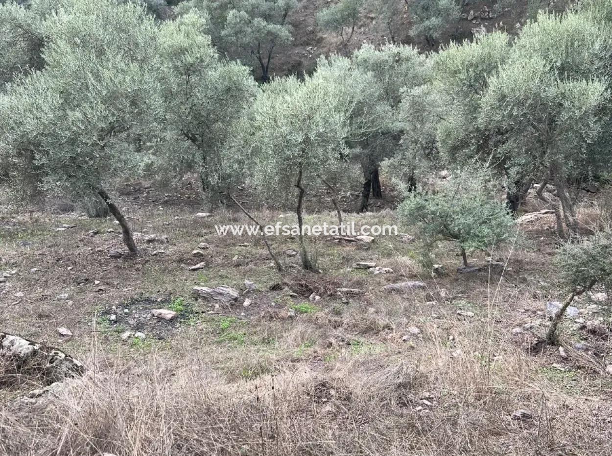 1.025 M2 Qualifiziertes Olivenhain-Land In Muğla Milas Çakıralan Steht Zum Verkauf