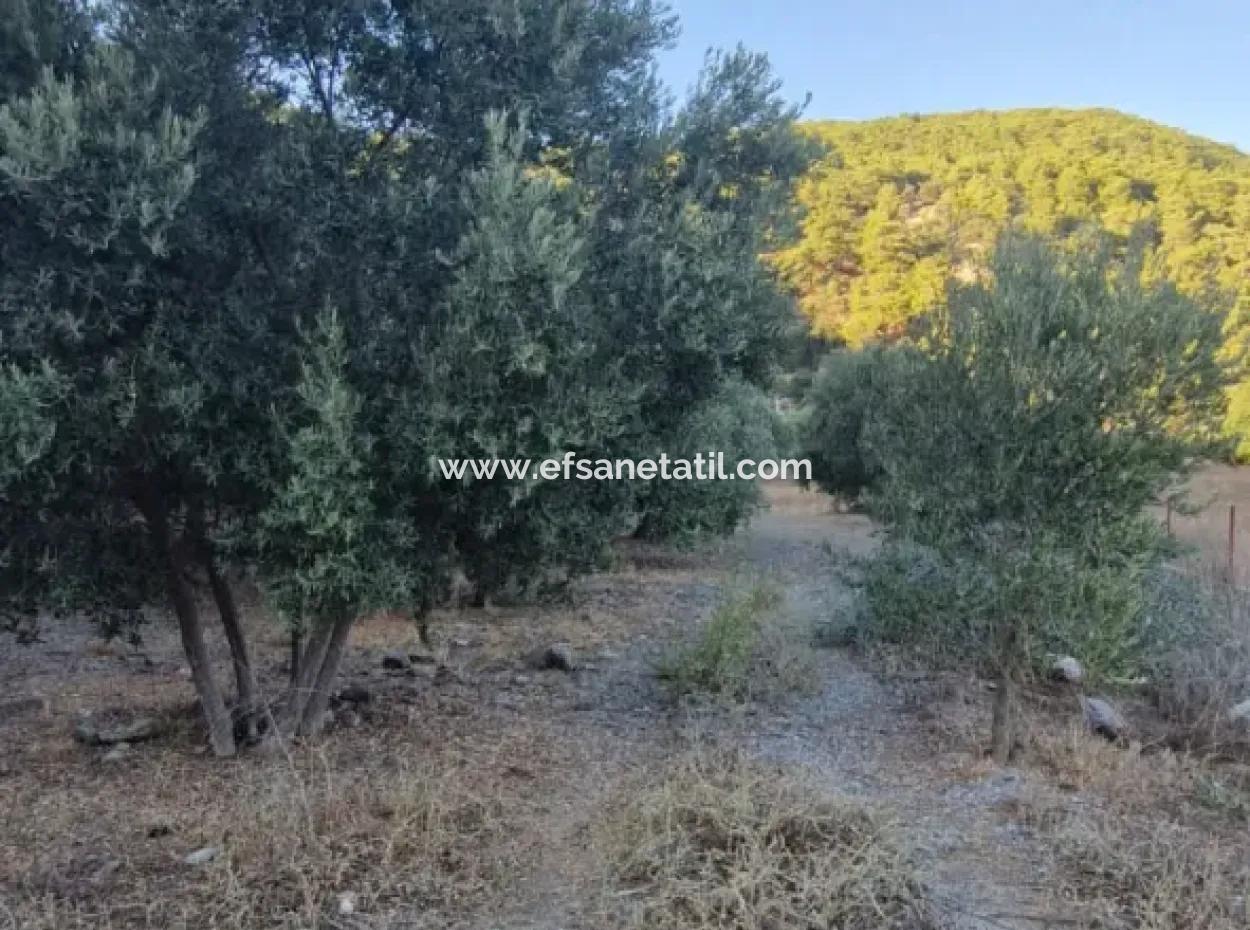 Muğla Köyceğiz Çandır Mah.4 250 M² Olivenhain Zum Verkauf
