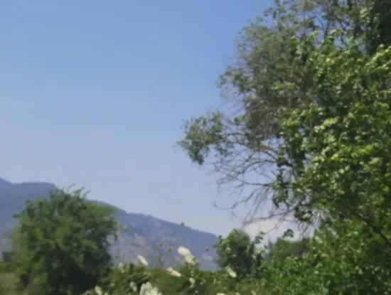 15 600 M2 Zitronengarten Zum Verkauf In Muğla Güzelyurt