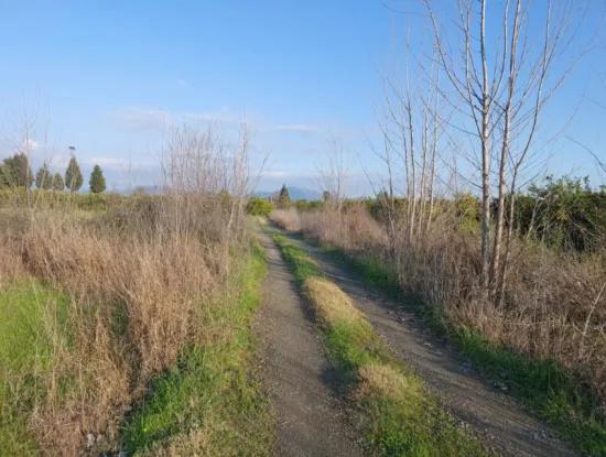 14.500 M² Fruchtbares Land In Ortaca Güzelyurt Zur Langzeitmiete – Geeignet Für Die Tierhaltung