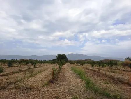 Fruchtbares Land Zu Verkaufen In Ortaca Eskiköy