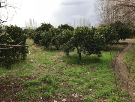 Beyoba 19570 M2 Fruchtbares Land Zum Verkauf In Koycegiz