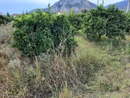 Mugla Dalyan Schnäppchen Zoning Land Zu Verkaufen