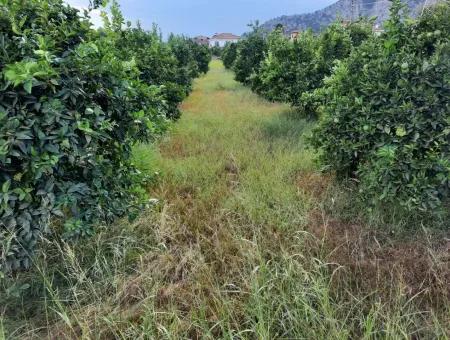 Mugla Dalyan Schnäppchen Zoning Land Zu Verkaufen