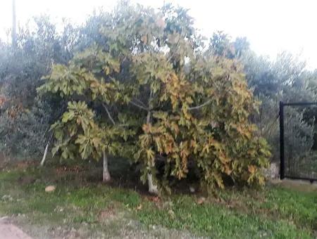 Zoning Grundstücke Mit Seeblick Zum Verkauf In Köycegiz Toparlar