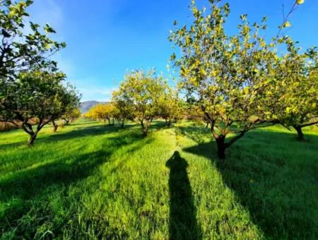 10 000 M2 Freistehender Zitronengarten Zum Verkauf In Ortaca Dalaklı