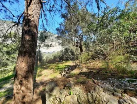 Ruiniertes Dorfhaus Aus Stein Zum Verkauf In Gökova Und Seinem Land