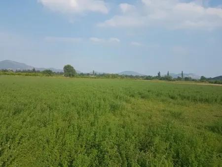 3700 M2 Fruchtbares Feld Zum Verkauf In Ortaca Fevziye