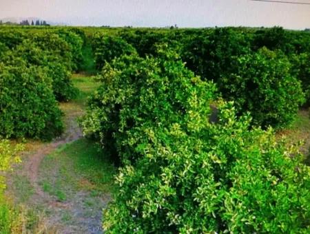 Zitrus Garten Zum Verkauf In Köyceğiz Bis Auch 29 000 M2