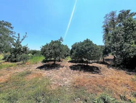 Köyceğizde See Schließen 2 650M2 Freistehender Garten Zum Verkauf