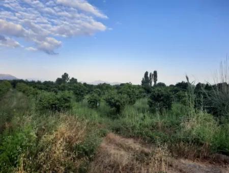 3500 M2 Orangen- Und Mandarinengarten Zum Verkauf In Köyceğiz Toparlar